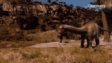 sauropod allosaurus walking preying