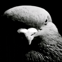 a black and white photo of a pigeon 's head