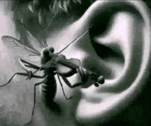 a mosquito is playing a violin in a person 's ear .