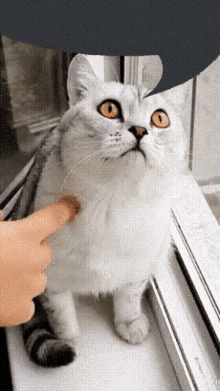 Cat Blind GIF - Cat Blind Speech Bubble GIFs