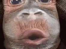 funny monkey face meme