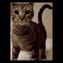 Cat Stupid GIF - Cat Stupid Silly GIFs