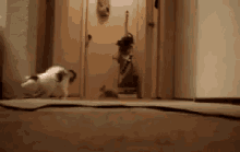 15 GIF - Cats Vacuum Scared GIFs