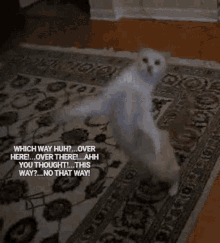 Funny Too Quick GIF - Funny Too Quick Funny Cat GIFs