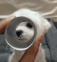Dog Tube GIF - Dog Tube GIFs