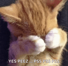 a cat covering its face with its paws with the words yes peez pss pss pss written above it