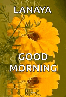 Lanaya Good Morning GIF - Lanaya Good Morning GIFs