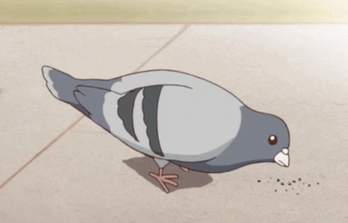 Pigeon Eating GIF - Pigeon Eating Bird - Discover & Share GIFs