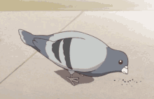 Pigeon Eating GIF