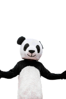Abou Tall Costume Sticker - Abou Tall Costume Panda Stickers