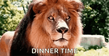 Hungry Lion Licking Lips GIF - Hungry Lion Licking Lips Wild Animals GIFs