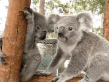 Koala Kiss GIF - Koala Kiss GIFs