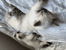 Yde Cat GIF - Yde Cat Magnus GIFs