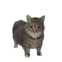 a cat is standing on a white background looking at the camera