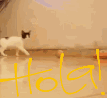 a black and white cat is standing next to the word hold