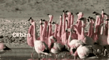 orb%C3%A1n flamingo bird flock of flamingo
