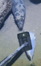 a fish is laying on the ground next to a device that says i on it