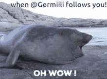 Seal Germiili GIF - Seal Germiili Oh Wow GIFs