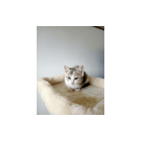 a small kitten is sitting on a white blanket
