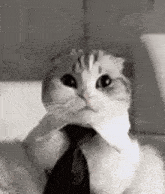 Insane Cat Formidable Cat GIF - Insane Cat Formidable Cat Look At This Little Guy GIFs
