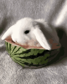 Rabbit Watermelon GIF - Rabbit Watermelon GIFs