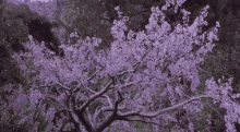 The Last Samurai Blossom GIF - The Last Samurai Blossom GIFs