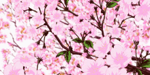 Sakura Poème GIF