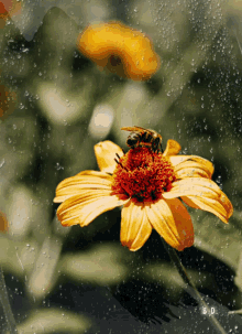 a close up of a bee on a yellow flower with b.d. written below it