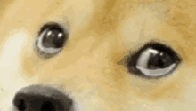Emocionada / Me Emocionei / Cachorro / Doge GIF