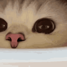 Sweet Nose GIF - Sweet Nose Cat GIFs