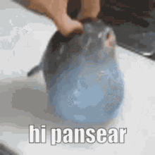 Pansear Hi Pansear GIF - Pansear Hi Pansear Pufferfibsh GIFs