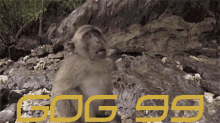 Gog Gog Monkey GIF - Gog Gog Monkey Monkey Gog GIFs