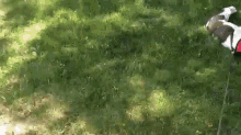 Trying To Run When It'S Hot Out GIF - Lazy Dog Pull GIFs