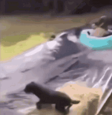 a dog is running towards a person in a blue float