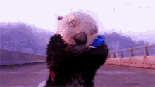 Otters Love GIF - Otters Love Adorable GIFs