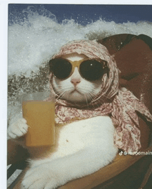 a cat wearing sunglasses and a scarf is holding a cup