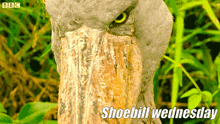 Shoebill Wednesday GIF - Shoebill Wednesday GIFs