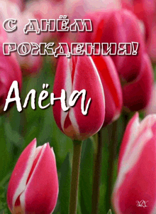 a bunch of pink flowers with the name alena written in white