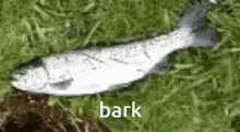 Non Slip Pan Bark GIF - Non Slip Pan Bark We Floppy GIFs