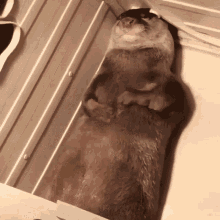 cant sleep otter lying down get me out of here animalsdoingthings