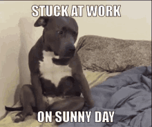 Sunny Stuck At Work On Sunny Day GIF