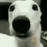 a close up of a dog 's face with its mouth open .