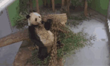 Panda Eating GIF - Panda Eating Eating Panda GIFs