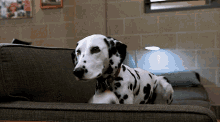 Dalmatian Dog GIF - Dalmatian Dog Dogs GIFs