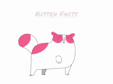Kitten2facts Kittenfacts GIF