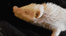 Hedgehog Hedgehogs GIF - Hedgehog Hedgehogs Hedgehog Yawn GIFs