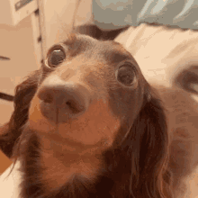 Dog Dog Tail Wagging GIF - Dog Dog Tail Wagging Dog Smiling GIFs