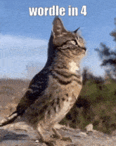 a cat standing next to a bird with the words wordle in 4 written above it
