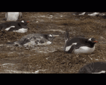 Pingüino GIF - Pingüino GIFs