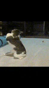 a close up of a cat playing with another cat on a table